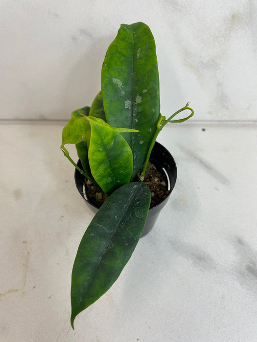 The Plant Farm® Houseplants Hoya Mappigera, 2" Plant