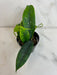 The Plant Farm® Houseplants Hoya Mappigera, 2" Plant