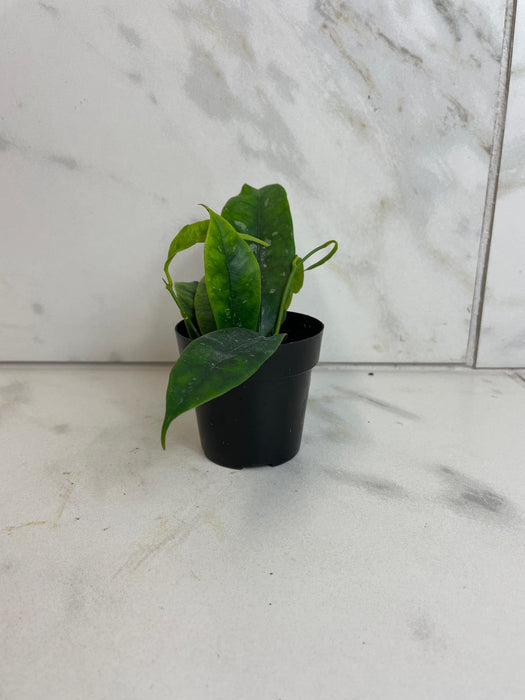 The Plant Farm® Houseplants Hoya Mappigera, 2" Plant