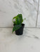 The Plant Farm® Houseplants Hoya Mappigera, 2" Plant