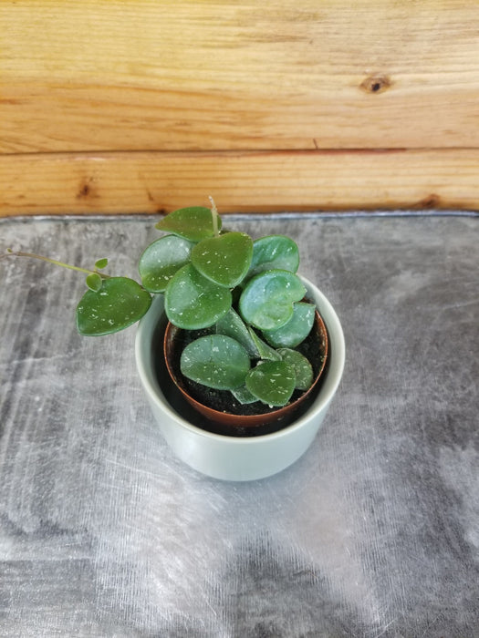 hoya money plant The Plant Farm Hoya Mathilde, 2" Plant