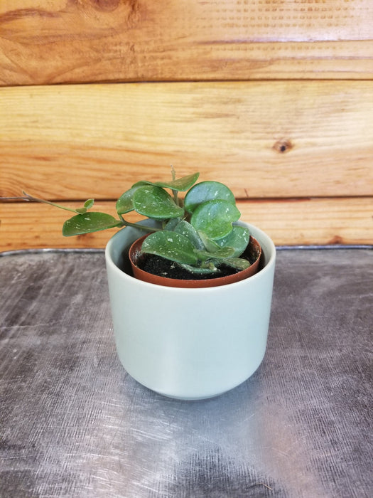hoya plant pot size Hoya Mathilde, 2" Plant — The Plant Farm®
