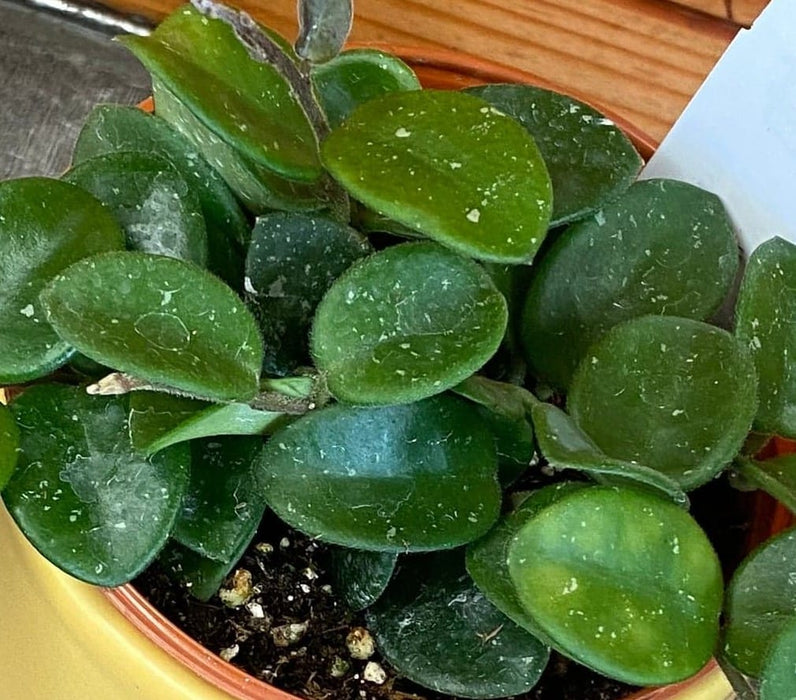 The Plant Farm® Houseplants Hoya Mathilde, 4" Plant