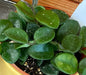 The Plant Farm® Houseplants Hoya Mathilde, 4" Plant