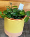 The Plant Farm® Houseplants Hoya Mathilde, 4" Plant