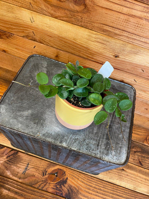 The Plant Farm® Houseplants Hoya Mathilde, 4" Plant