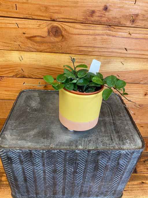 The Plant Farm® Houseplants Hoya Mathilde, 4" Plant