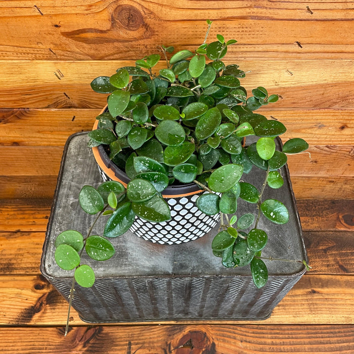 The Plant Farm® Houseplants Hoya Mathilde, 6" Plant