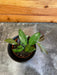 The Plant Farm® Houseplants Hoya Memoria x Rosita (NAP-16), 2" Plant