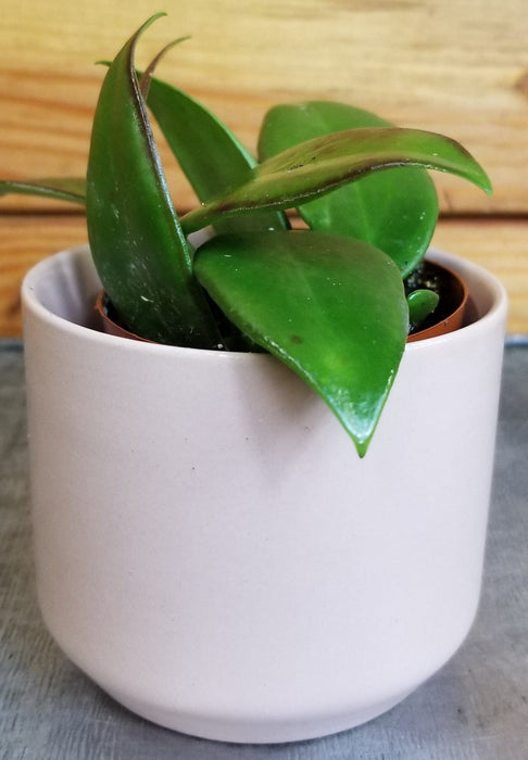 The Plant Farm® Houseplants Hoya Minahassae, 2" Plant