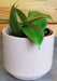 The Plant Farm® Houseplants Hoya Minahassae, 2" Plant