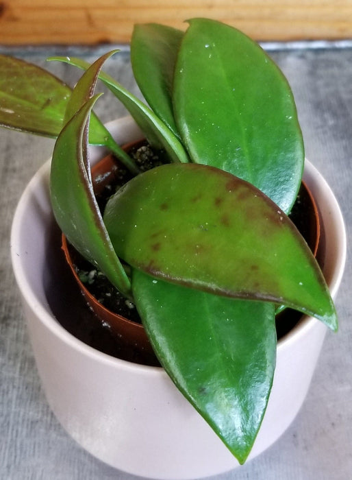 The Plant Farm® Houseplants Hoya Minahassae, 2" Plant