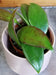 The Plant Farm® Houseplants Hoya Minahassae, 2" Plant