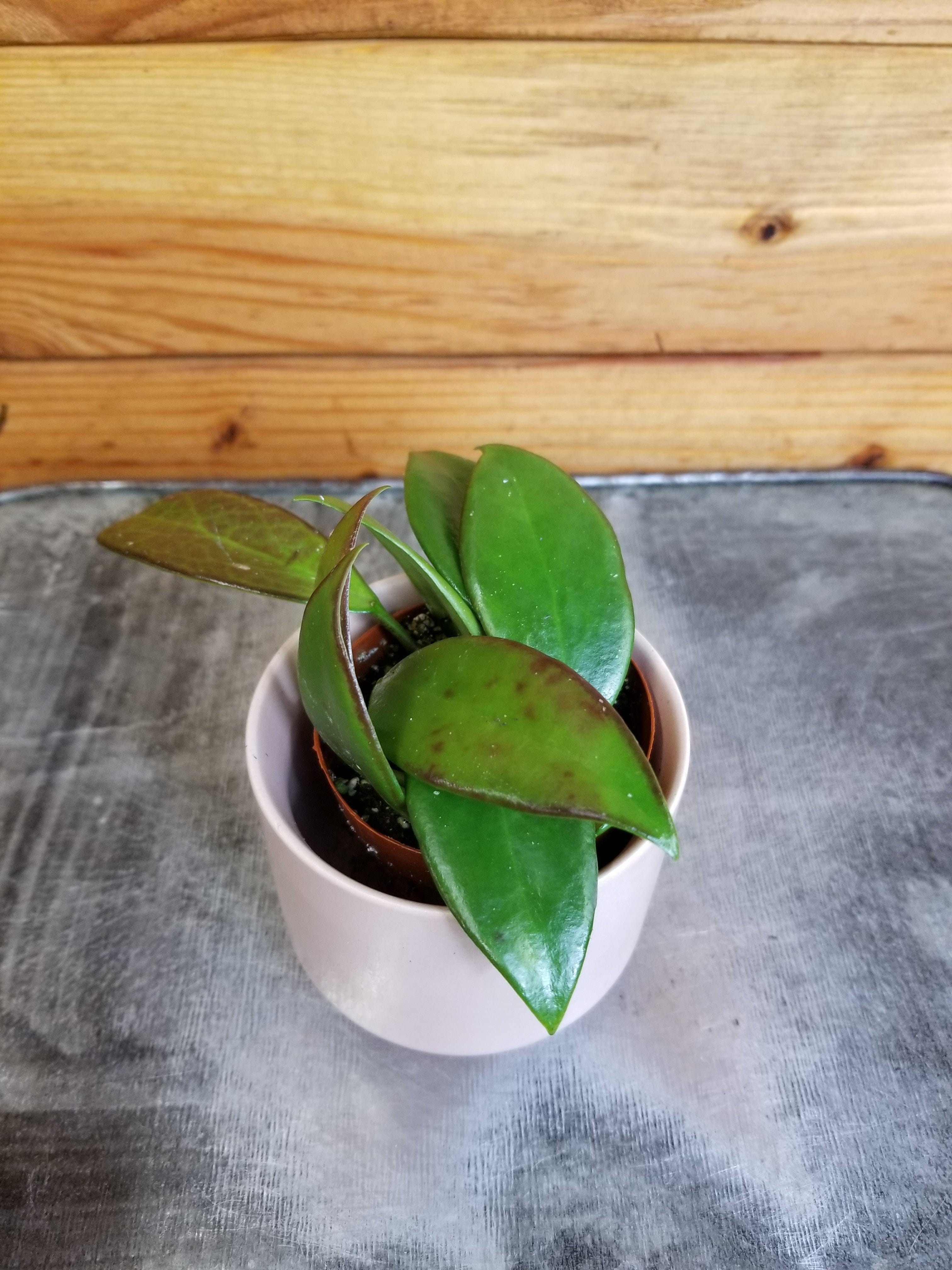 Hoya Minahassae, 2