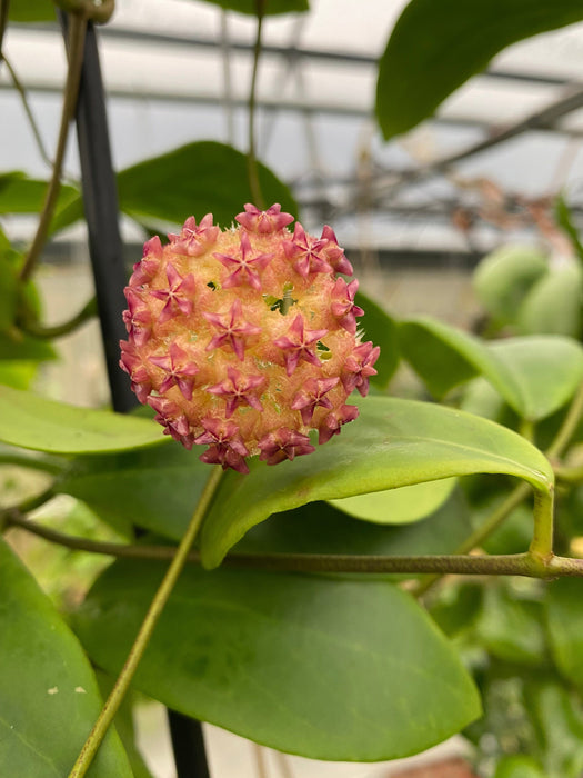 The Plant Farm® Houseplants Hoya Mindorensis Pink, 2" Plant