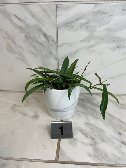 The Plant Farm® Houseplants Hoya Minibell Splash, 4" Plant- Pick Your Plant
