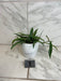 The Plant Farm® Houseplants Hoya Minibell Splash, 4" Plant- Pick Your Plant