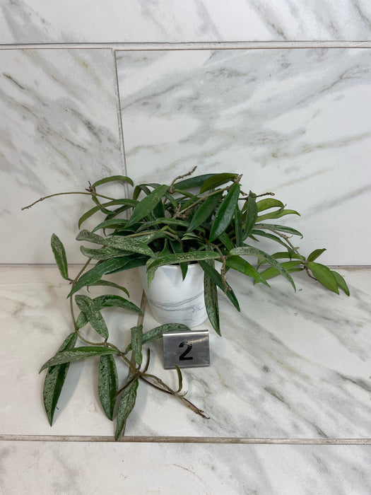 The Plant Farm® Houseplants Hoya Minibell Splash, 4" Plant- Pick Your Plant