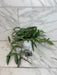 The Plant Farm® Houseplants Hoya Minibell Splash, 4" Plant- Pick Your Plant
