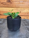 The Plant Farm® Houseplants Hoya Noona, 2" Plant