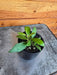 The Plant Farm® Houseplants Hoya Noona, 2" Plant