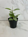 The Plant Farm® Houseplants Hoya Nummularioides Silver, 2" Plant