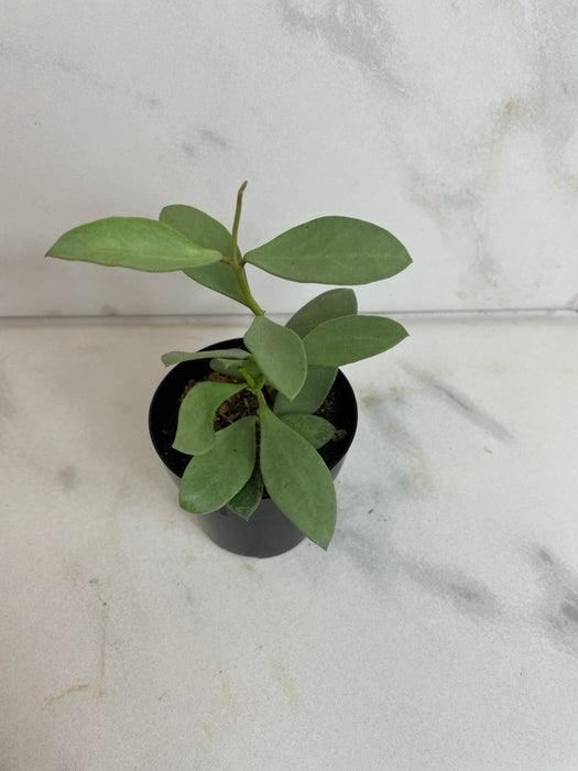 The Plant Farm® Houseplants Hoya Nummularioides Silver, 2" Plant