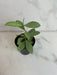 The Plant Farm® Houseplants Hoya Nummularioides Silver, 2" Plant