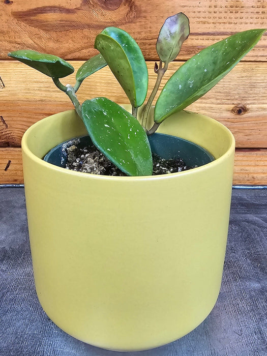 The Plant Farm® Houseplants Hoya Obovata, 4" Plant