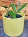 The Plant Farm® Houseplants Hoya Obovata, 4" Plant