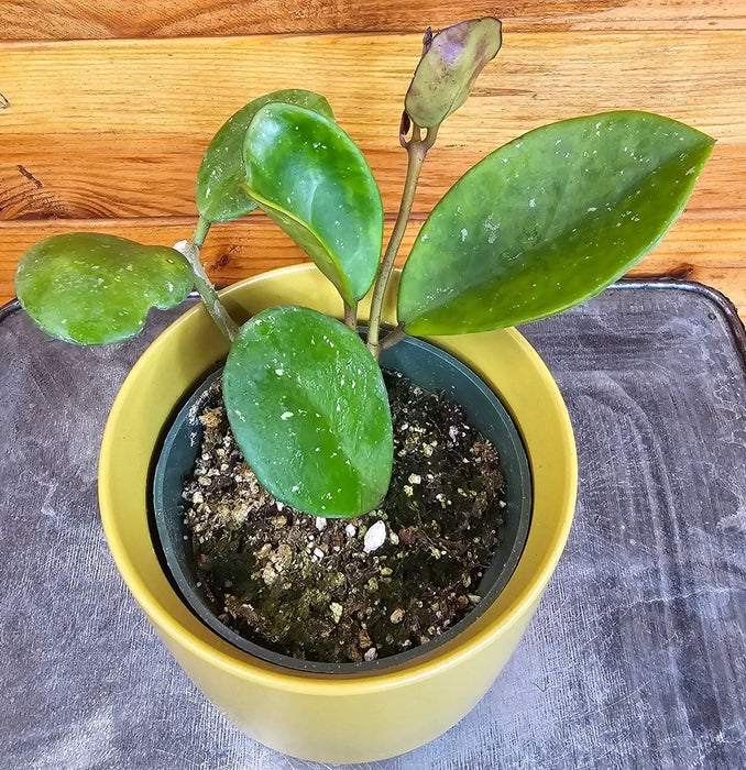 The Plant Farm® Houseplants Hoya Obovata, 4" Plant