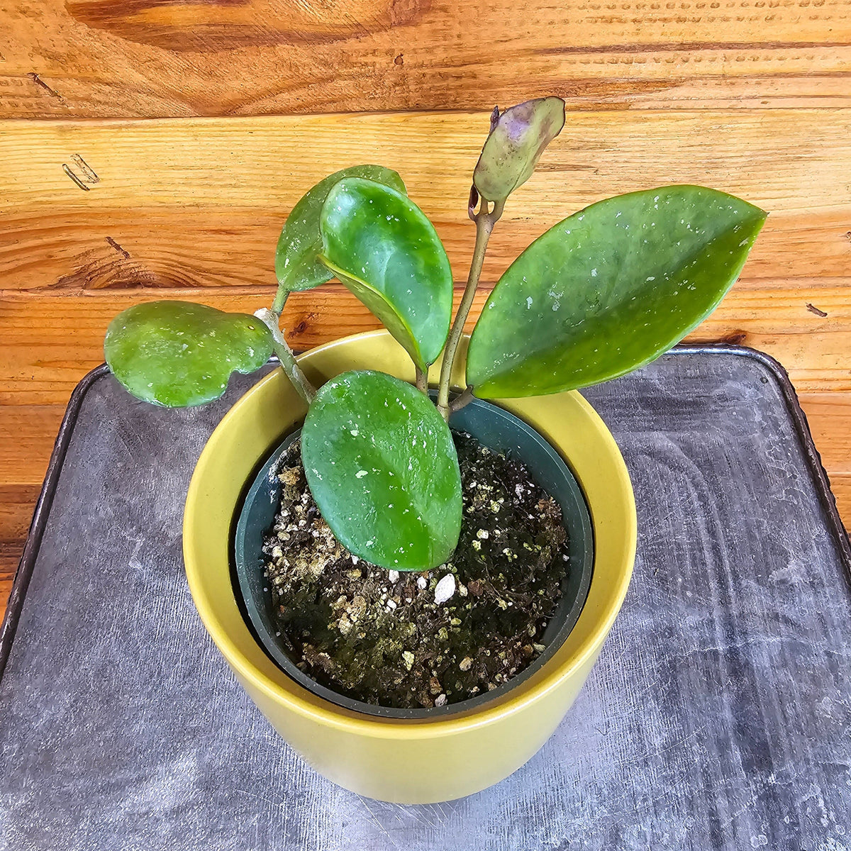 Hoya Obovata, 4