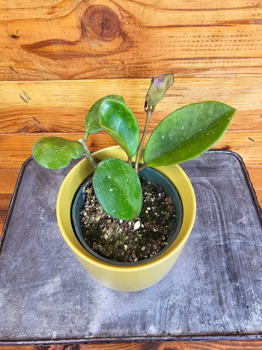 hoya succulent plant Hoya Obovata, 4" Plant
