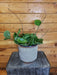 The Plant Farm® Houseplants Hoya Obovata, 6" Plant