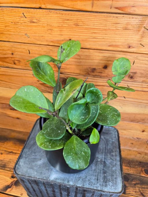 The Plant Farm® Houseplants Hoya Obovata, 6" Plant