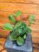 The Plant Farm® Houseplants Hoya Obovata, 6" Plant