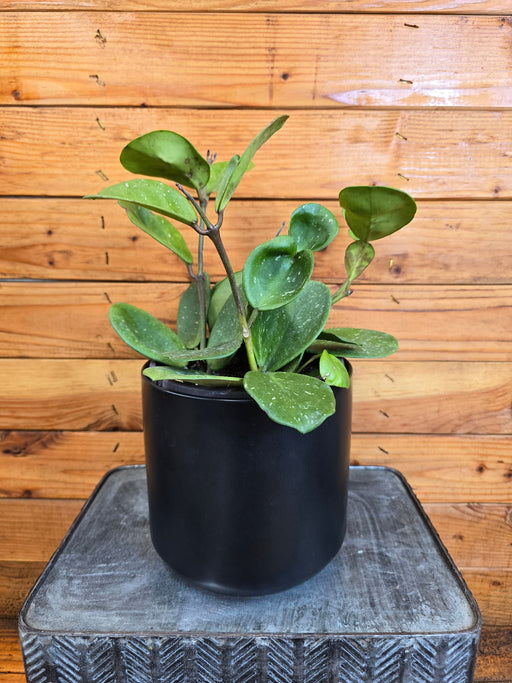 The Plant Farm® Houseplants Hoya Obovata, 6" Plant