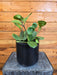 The Plant Farm® Houseplants Hoya Obovata, 6" Plant