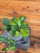 The Plant Farm® Houseplants Hoya Obovata Variegated - Pick Your Plant, 6" Plant