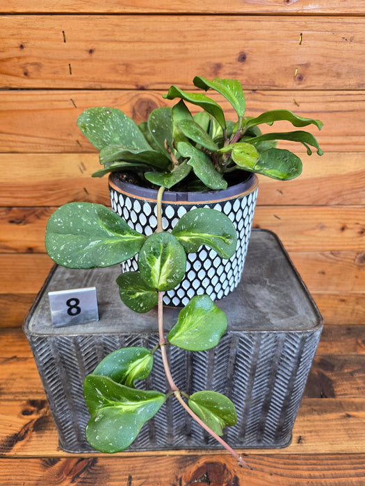 The Plant Farm® Houseplants Hoya Obovata Variegated - Pick Your Plant, 6" Plant