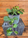 The Plant Farm® Houseplants Hoya Obovata Variegated - Pick Your Plant, 6" Plant