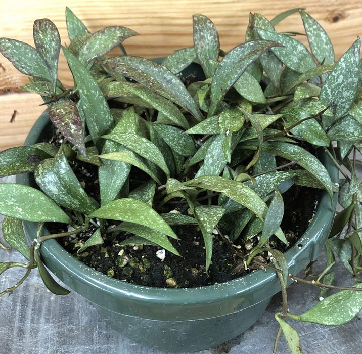 The Plant Farm® Houseplants Hoya Parviflora Splash, 6" Plant