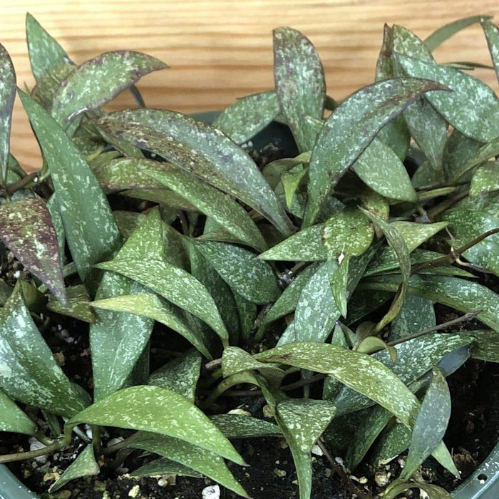 The Plant Farm® Houseplants Hoya Parviflora Splash, 6" Plant