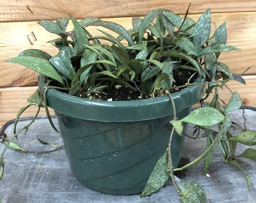 The Plant Farm® Houseplants Hoya Parviflora Splash, 6" Plant