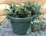 The Plant Farm® Houseplants Hoya Parviflora Splash, 6" Plant