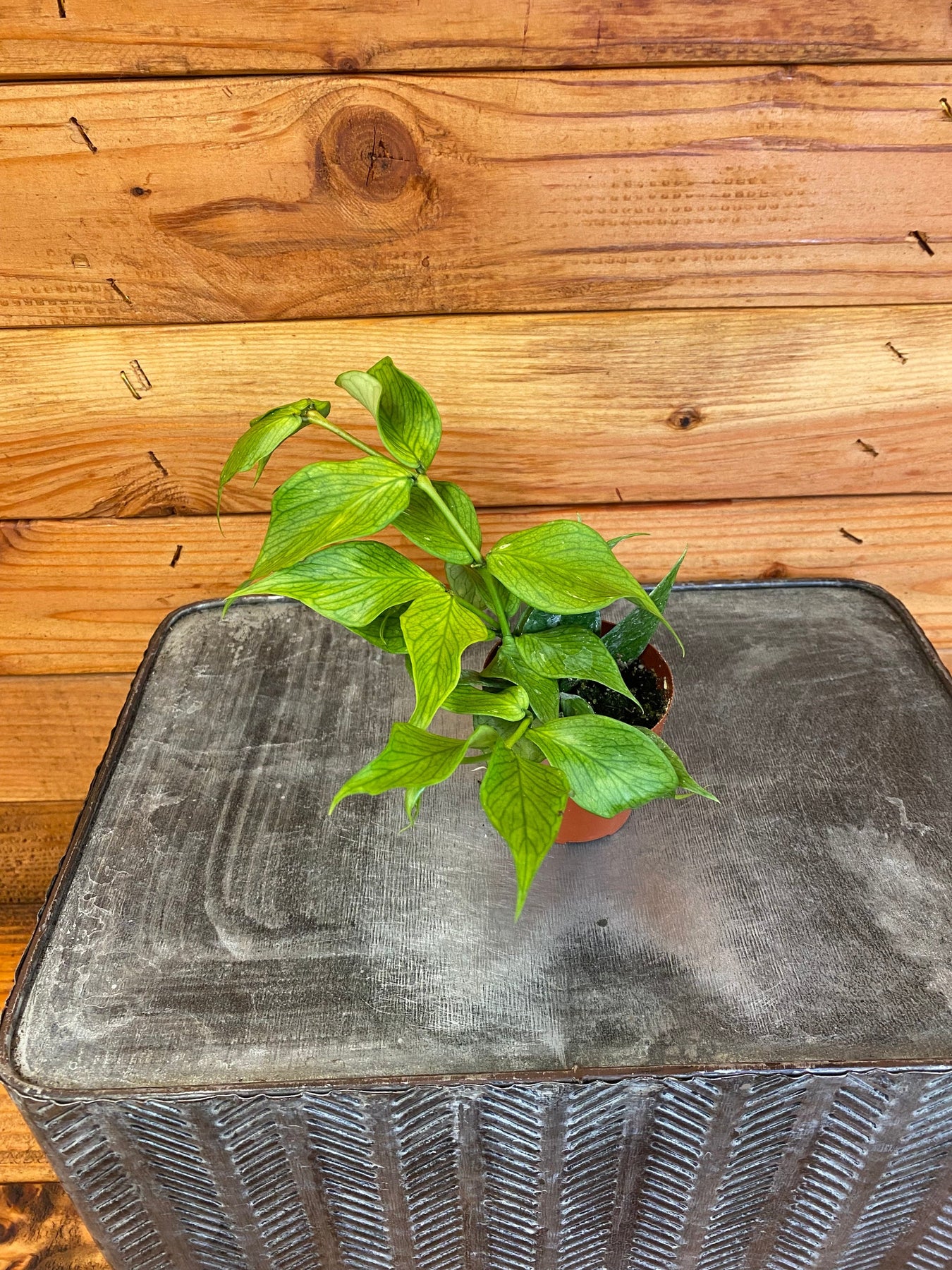 Rare and Specialty Plants