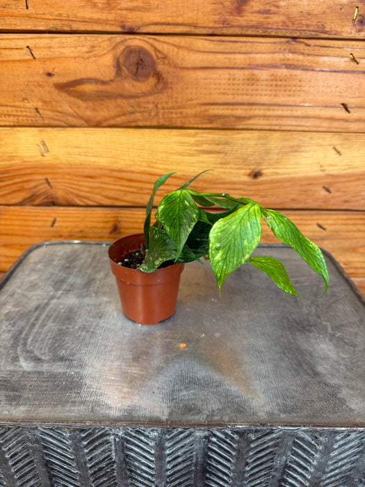 The Plant Farm® Houseplants Hoya Polyneura Broget, 2"  Plant