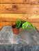 The Plant Farm® Houseplants Hoya Polyneura Broget, 2"  Plant