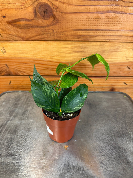 The Plant Farm® Houseplants Hoya Polyneura Broget, 2"  Plant