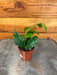 The Plant Farm® Houseplants Hoya Polyneura Broget, 2"  Plant